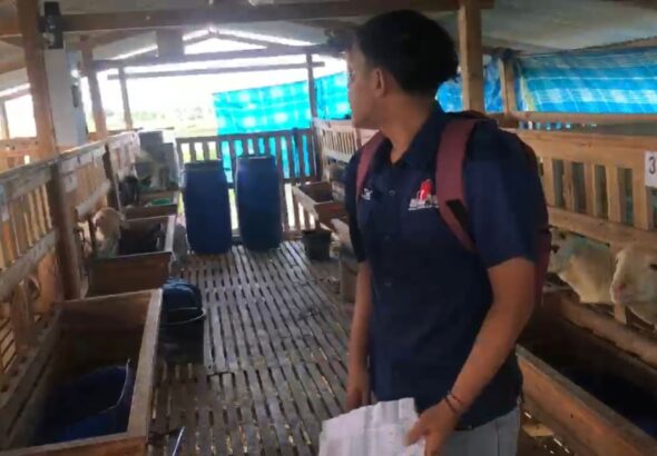 Beberapa Kambing Dinyatakan Mati, Program Ketahanan Pangan di Desa Panggang, Kecamatan Glagah Diduga Tidak Sesuai Pagu