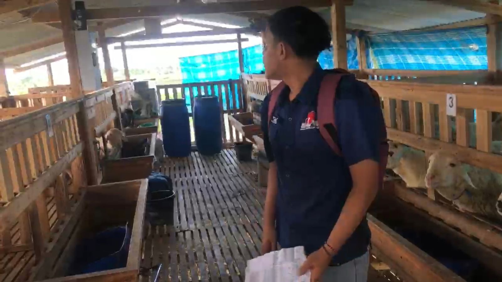 Beberapa Kambing Dinyatakan Mati, Program Ketahanan Pangan di Desa Panggang, Kecamatan Glagah Diduga Tidak Sesuai Pagu