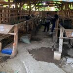 ketahanan pangan desa sooko